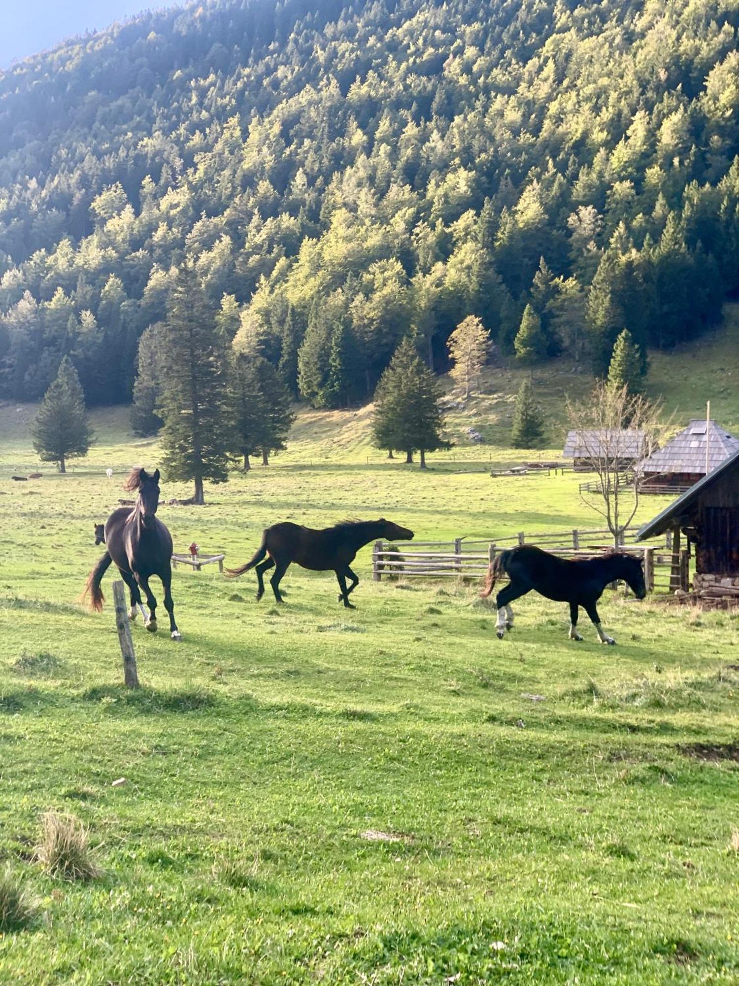 Velika Planina - Chalet Stane - Alps Стаховица Экстерьер фото